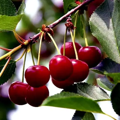 Вишня РИВАЛ в Орше