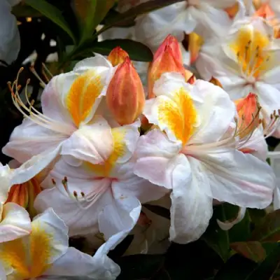 Азалия СИЛЬВЕР СЛИППЕР листопадная в Орше