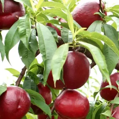 Нектарин ФАНТАЗИЯ в Орше