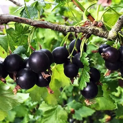 Йошта КРЫМСКАЯ в Орше