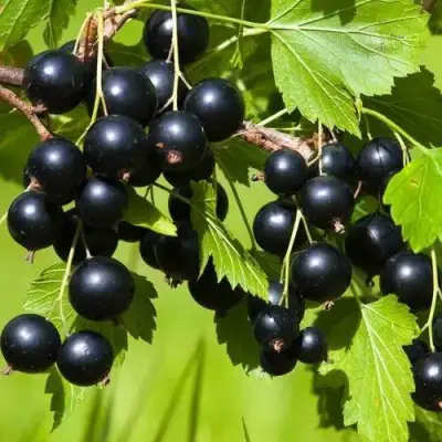 Смородина чёрная БЕЛОРУССКАЯ СЛАДКАЯ в Орше