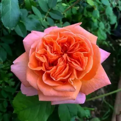 Роза РЕНЕ ГОССИНИ чайно-гибридная в Орше