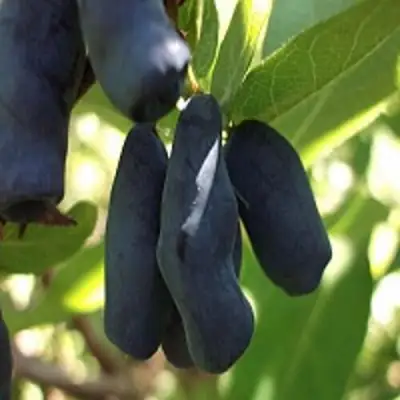 Жимолость съедобная РОКСАНА в Орше