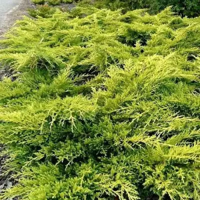 Можжевельник ОЛД ГОЛД средний в Орше