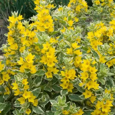 Вербейник АЛЕКСАНДР точечный в Орше