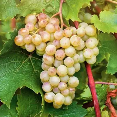 Виноград КРИСТАЛЛ в Орше