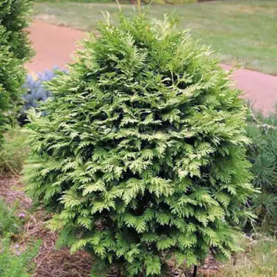 Туя ВАРЕАНА ЛЮТЕСЦЕНС западная в Орше