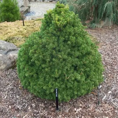 Ель ТОМПА обыкновенная в Орше