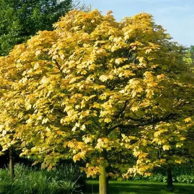 Клен ложноплатановый в Орше