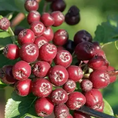 Рябина БУРКА сладкоплодная в Орше