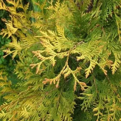 Туя ГОЛДЕН БРАБАНТ западная в Орше