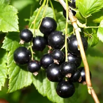 Смородина чёрная ПАМЯТЬ ВАВИЛОВА в Орше