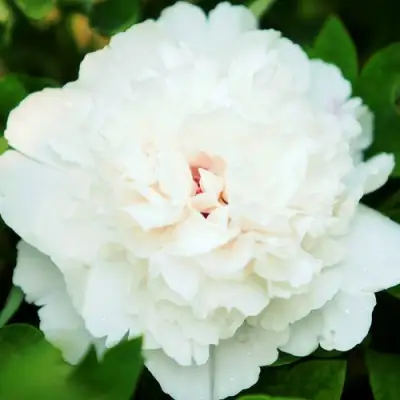 Пион СНЕЖНАЯ КРЕПОСТЬ древовидный в Орше