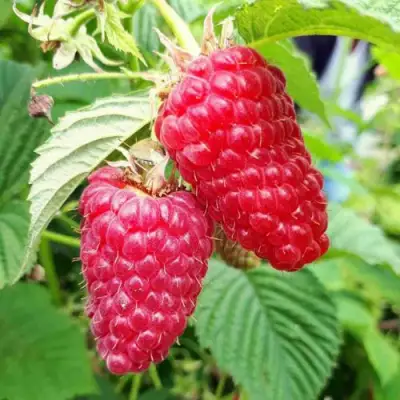 Малина ПШЕХИБА в Орше