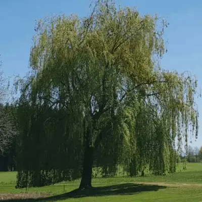 Ива белая в Орше