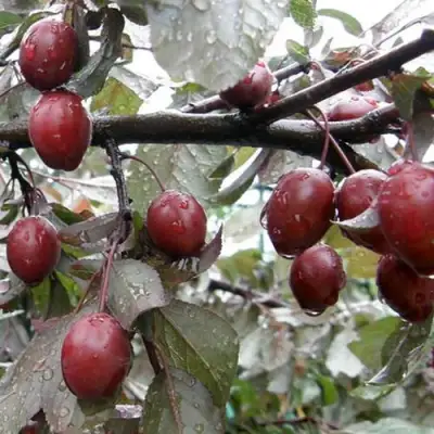 Слива НИГРА растопыреная в Орше