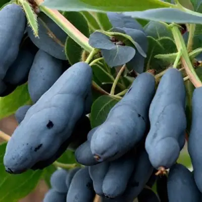 саженцы жимолости сильгинка