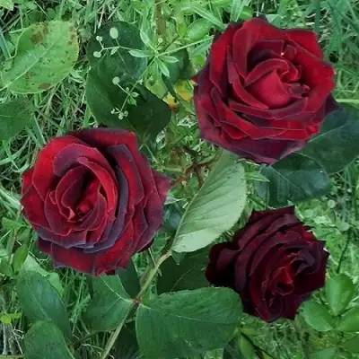 Роза ПАПА МЕЙЯН чайно-гибридная в Орше