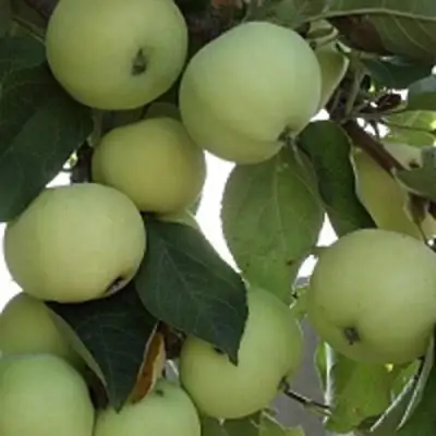 Яблоня ПАПИРОВКА в Орше