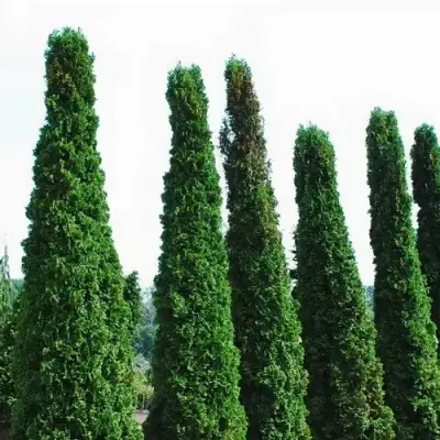 Туя ДЕГРУТ СПАЙР западная в Орше