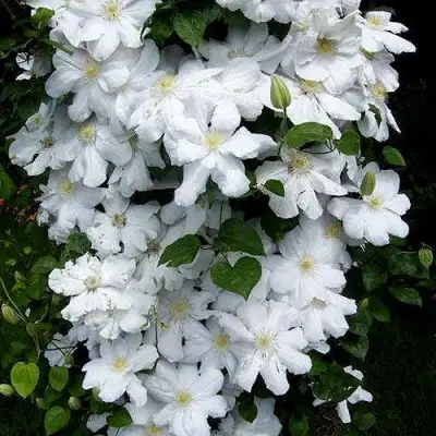 Клематис ТОКИ в Орше