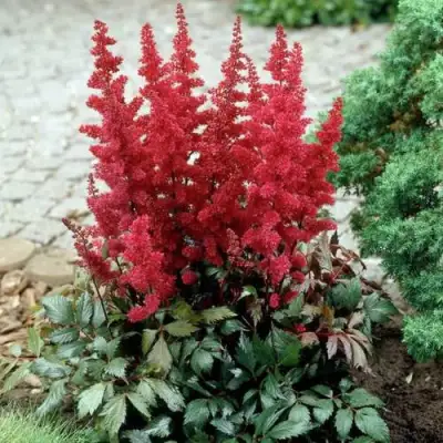 Астильба ГРАНАТ Арендса в Орше