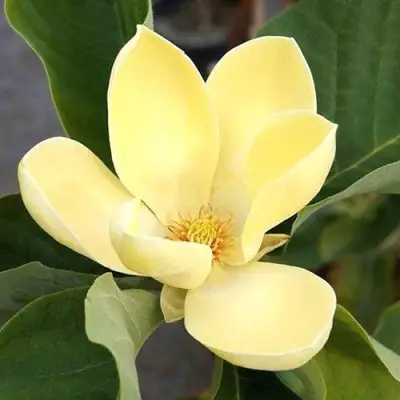 Магнолия ЕЛЛОУ ЛАНТЕРН в Орше