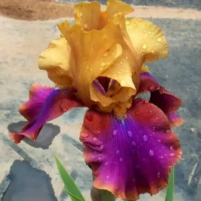 Ирис ГАЛА МАДРИД бородатый в Орше