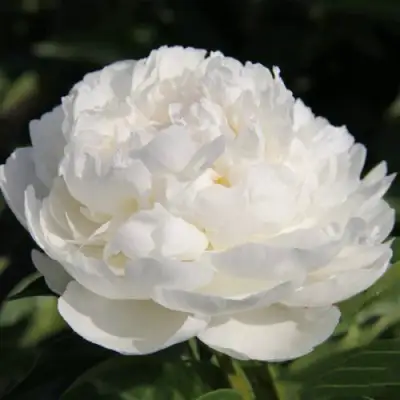 Пион СНЕЖНАЯ КРЕПОСТЬ древовидный в Орше