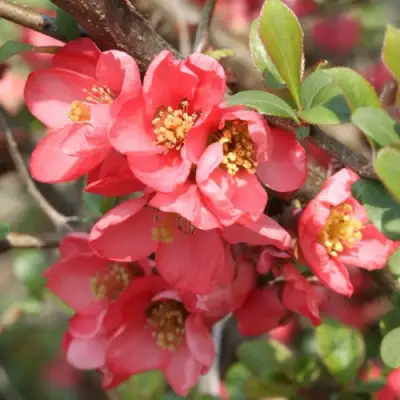 Айва ПИНК КВИН в Орше