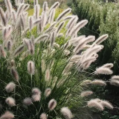 Пеннисетум ЛЕДИ Ю в Орше