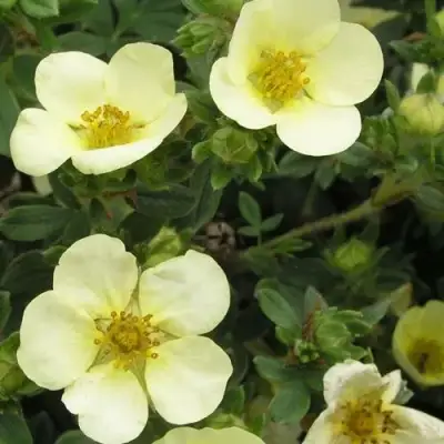 Лапчатка ЭЛИЗАБЕТ кустарниковая в Орше