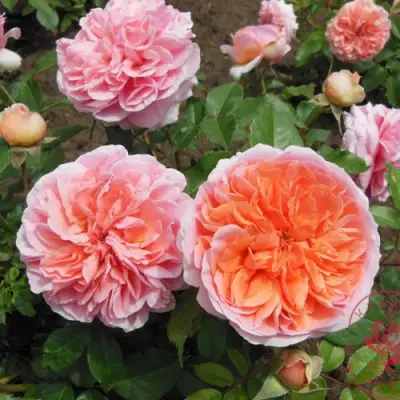 Роза ЧИППЕНДЕЙЛ чайно-гибридная в Орше