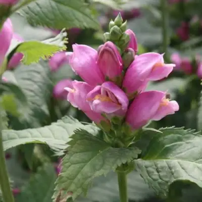 Хелоне КОСАЯ в Орше