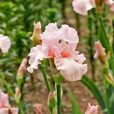 Ирис ПИНК ХОРАЙЗОН бородатый в Орше