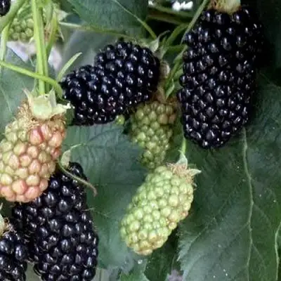 Ежевика ПРАЙМ АРК ФРИДОМ ремонтантная  в Орше