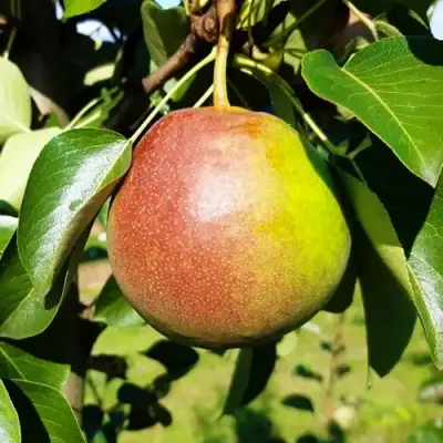 Груша КУПАЛА в Орше