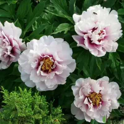 Пион КОРА ЛУИЗА ито-гибрид в Орше