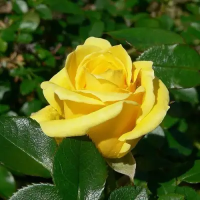 Роза ПАПИЛОН чайно-гибридная в Орше