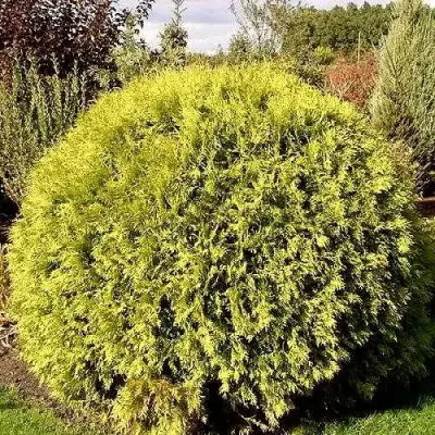 Туя ГЛОБОЗА АУРЕА западная в Орше