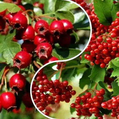 Комплект БУДЬ ЗДОРОВ в Орше