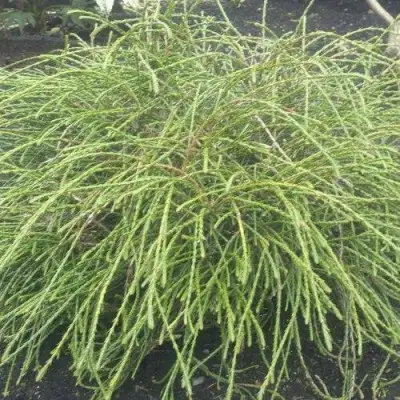 Туя ФИЛИФОРМИС   в Орше