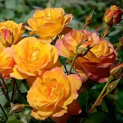 Роза САХАРА плетистая в Орше