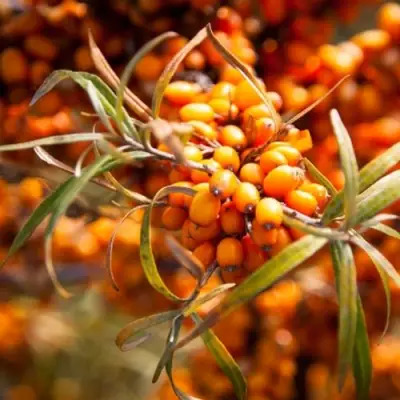 Облепиха ФИНСКАЯ в Орше