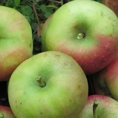 Яблоня ПАМЯТЬ СИКОРЫ в Орше