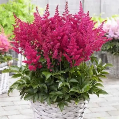 Астильба ЛАКИ ДЕЙ Арендса в Орше