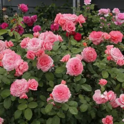 Роза ИНСТИТУТ ЛЮМЬЕР шраб в Орше