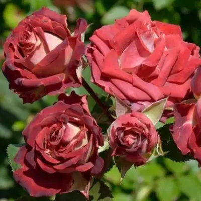 Роза ТИРАМИСУ спрей в Орше