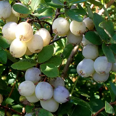 Голубика СНЕГУРОЧКА в Орше