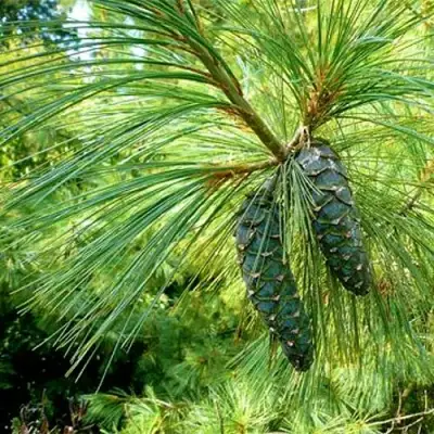 Сосна гриффита в Орше